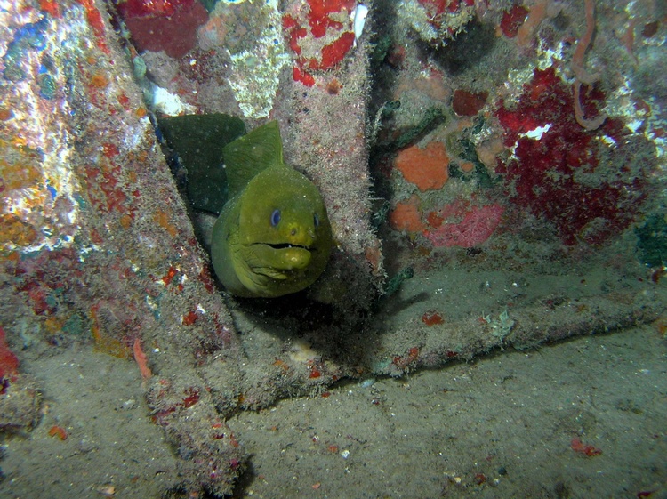 Green Moray Eel - Ft. Lauderdale, FL