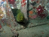 Green Moray Eel - Ft. Lauderdale, FL