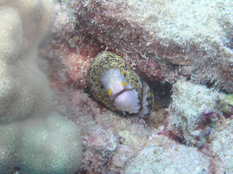 Snowflake Eel - Oahu, Hawaii