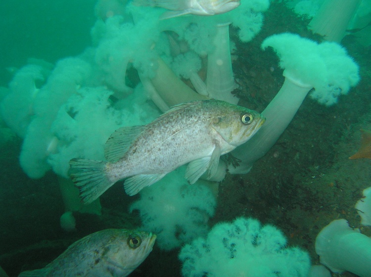 Surf Perch & Plumose Anemone - Monterey, CA