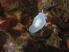 California Sea Slug- Monterey, CA