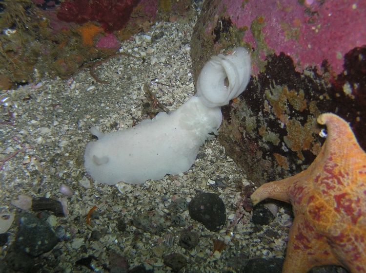 Nudibranch laying eggs - Monterey, CA