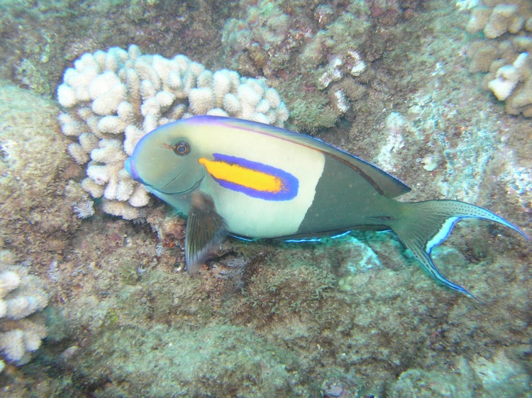 Orangebar Surgeonfish - Kauai, Hawaii