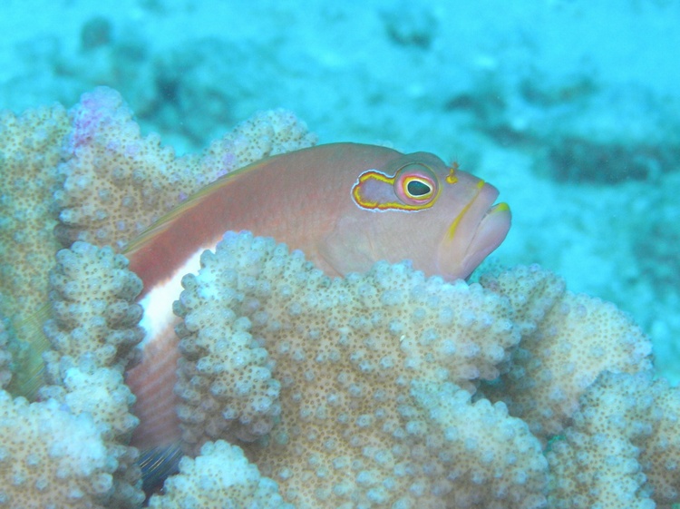 Arc-eye Hawkfish - Oahu, Hawaii