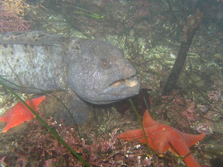 Wolf Eel - Gerstle Cove, CA