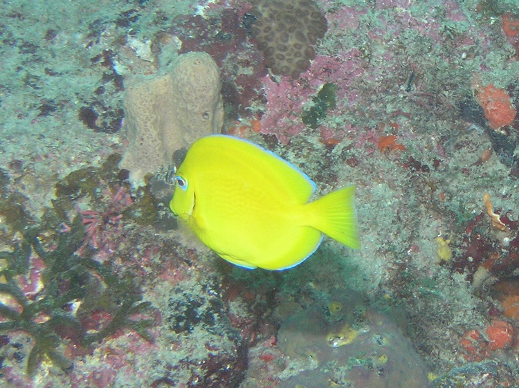 Juvenile Blue Tang - Jupiter, FL