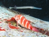 Stocky Hawkfish & Cornetfish - Oahu, Hawaii