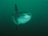 Ocean Sunfish (Mola) - Monterey, CA