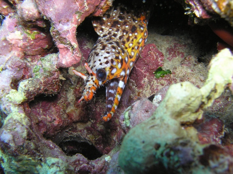 Dragon Moray Eel - Oahu, Hawaii