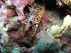 Dragon Moray Eel - Oahu, Hawaii