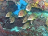 Snapper & Grunts - French Reef, Key Largo, FL