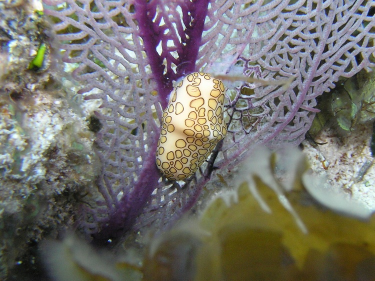 Flamingo Tongue - Key Largo, FL