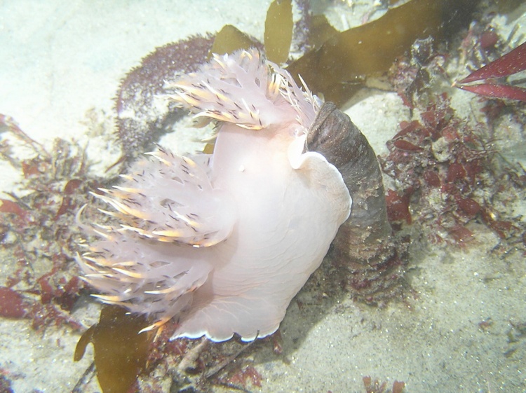 Rainbow Nudibranch feeding on Tube Anemone - Monterey, CA