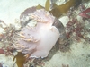 Rainbow Nudibranch feeding on Tube Anemone - Monterey, CA