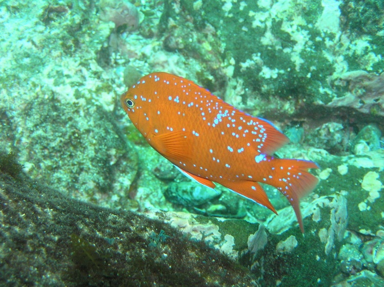 Garibaldi Intermediate - Coronado Islands, Mexico