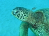 Black Spotted Toby & Green Sea Turtle - Oahu, Hawaii