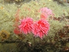 Pair of Hopkin`s Rose Nudibranchs - Monterey, CA