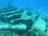 Honeycomb Cowfish & Diver - Benwood Wreck, Key Largo, FL