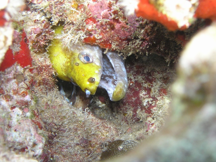 Yellowhead Moray Eel - Oahu, Hawaii