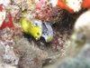 Yellowhead Moray Eel - Oahu, Hawaii