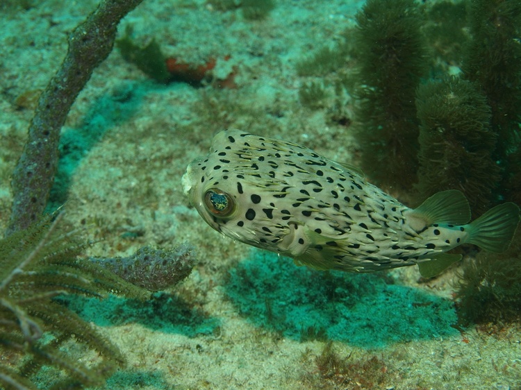 Balloonfish - Abbey Too Reef - Ft. Lauderdale