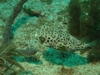 Balloonfish - Abbey Too Reef - Ft. Lauderdale