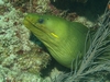 Green Moray Eel - Abbey Too Reef - Ft Lauderdale