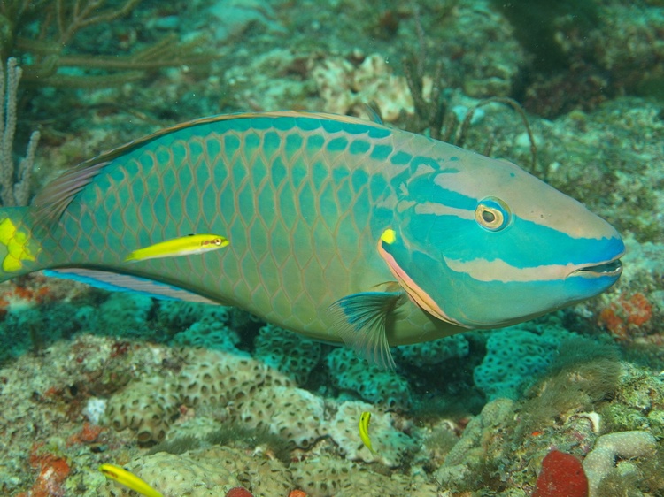 Stoplight Parrotfish (Male) - Abbey Too Reef - Ft. Lauderdale