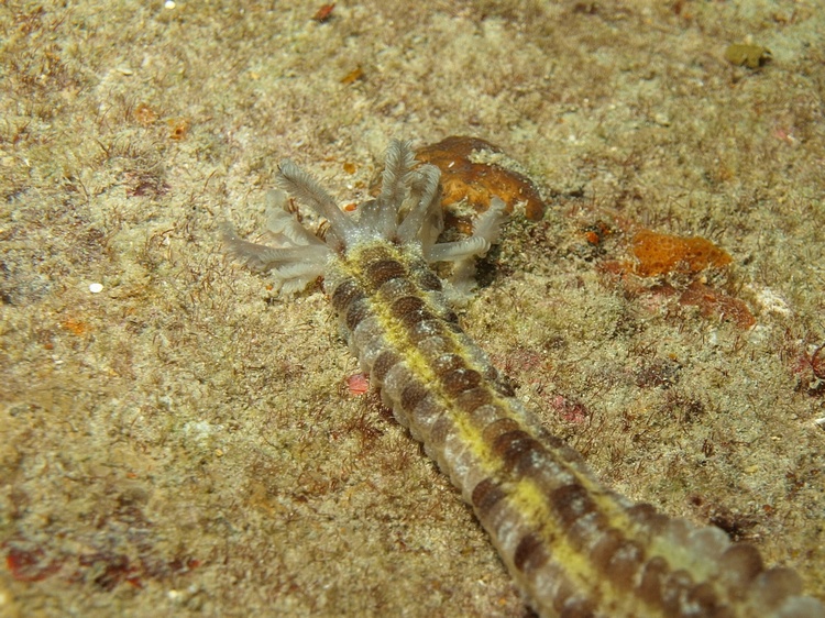 "Alien" like Sea Cucumber - Ancient Mariner - Fort Lauderdale