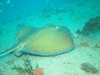 Southern Stingray - Aqua Zoo - Ft. Lauderdale