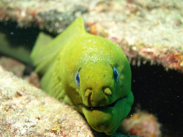 Green Moray Eel - Aqua Zoo - Ft. Lauderdale