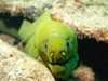 Green Moray Eel - Aqua Zoo - Ft. Lauderdale
