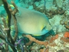 Blue Angelfish - Lighthouse Ledge Reef - Ft. Lauderdale
