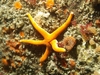 Blood Star & Orange / Brown Cup Corals - Hopkin`s Reef - Monterey, CA