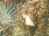 Clown Nudibranch & Tube Anemone - Monterey, CA