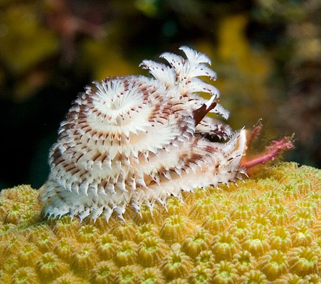 x-mas tree worm