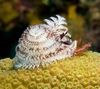 x-mas tree worm