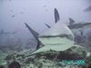 gray reef shark