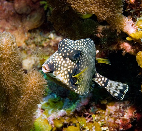 trunk fish