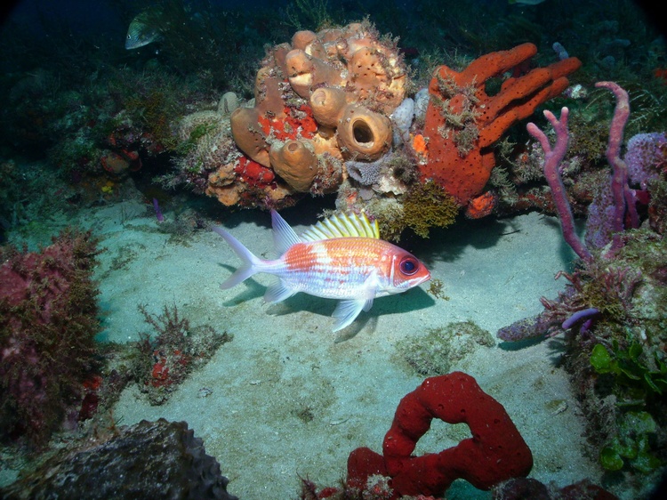 Squirrel Fish in WPB, FL