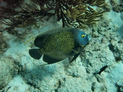 Angelfish