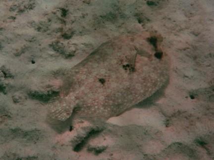 Spotted Fluke