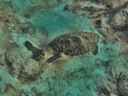 Green Sea Turtle