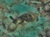 Green Sea Turtle