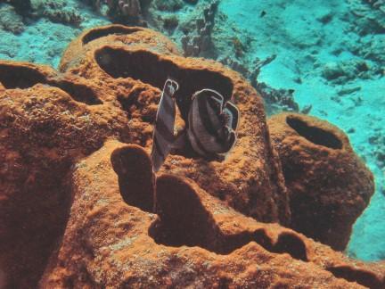 Banded Butterfly Fish