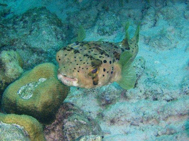 Puffer