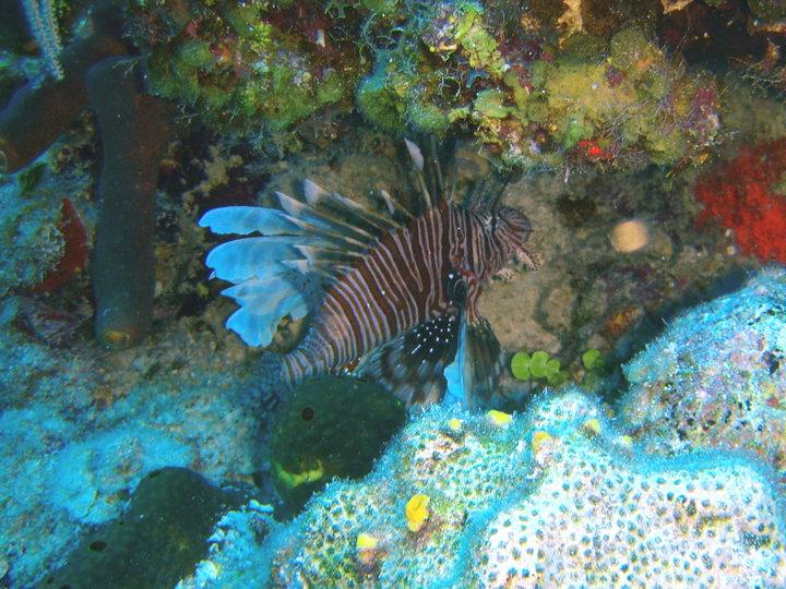 LionFish