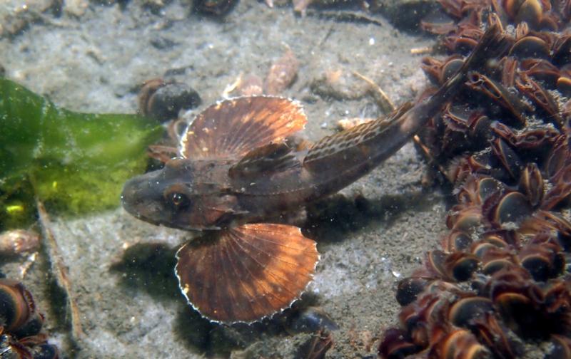 SEA ROBIN