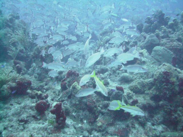 School of Grunt fish and Yellowtail Snapper in foreground?