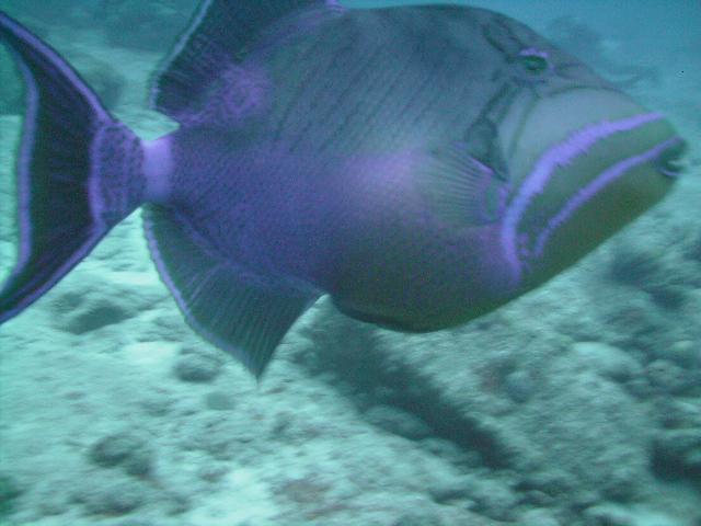 Partial Triggerfish